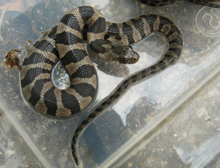Midland Water Snake